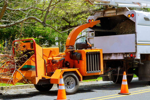 How Our Tree Care Process Works  in  Travelers Rest, SC