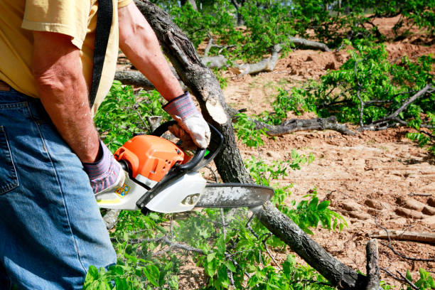 Leaf Removal in Travelers Rest, SC